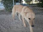 Adopt Aspen a Labrador Retriever, Husky
