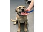 Adopt Alia a Shepherd, Hound