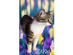 Adopt KitKat a American Bobtail, Tabby