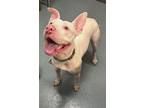 Adopt OPAL a Pit Bull Terrier