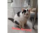 Adopt Simba (Berryhill adult 1) a Domestic Short Hair