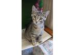 Adopt Rain a Domestic Short Hair