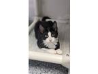 Adopt Anna a Domestic Short Hair