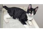 Adopt Ashley a Domestic Short Hair