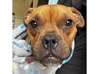 Adopt Hope a Boxer, Mixed Breed