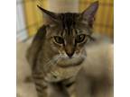 Adopt Esme a Domestic Short Hair