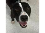 Adopt Kehlani a Terrier
