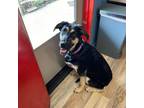 Adopt Maya a German Shepherd Dog