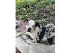 Adopt Cathy a Catahoula Leopard Dog, Staffordshire Bull Terrier