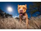 Adopt Sunshine a Cane Corso