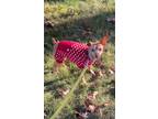 Adopt Chicken a Miniature Pinscher