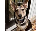 Adopt Peri a German Shepherd Dog