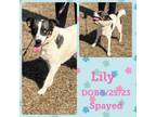 Adopt Lily a Australian Shepherd, Mixed Breed