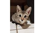 Adopt Mystic a Exotic Shorthair