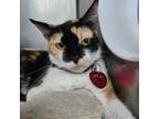 Adopt Myah a American Shorthair