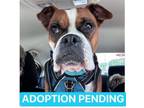 Adopt Izzy - FOSTER NEEDED a Boxer, Mixed Breed
