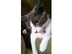 Adopt Babs a Russian Blue, Domestic Short Hair