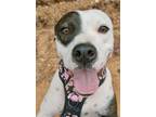 Adopt Romie a English Pointer, Mixed Breed