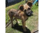 Adopt Mars a Giant Schnauzer