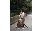 Adopt Jitter Bug a Mixed Breed