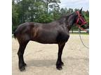 Registered Percheron mare