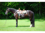 Beginner and Family Friendly Black Missouri Fox Trotter Gelding