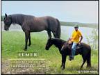 Meet Elmer Black Missouri Foxtrotter Gelding - Available on [url removed]