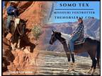 Meet Tex" Bay & White Missouri Foxtrotter (MFTHBA) Gelding - Available on