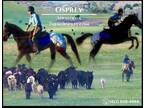 Meet Osprey Black Blanket Appaloosa Gelding - Available on [url removed]