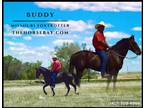 Meet Buddy Black Missouri Foxtrotter Gelding - Available on [url removed]