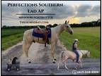 Meet Lad Palomino Missouri Foxtrotter (MFTHBA) - Available on [url removed]