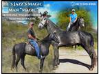 Meet Magic Grey Tennessee Walking Gelding - Available on [url removed]