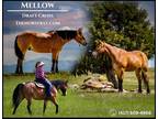 Meet Mellow Red Roan Draft X Gelding - Available on [url removed]