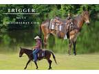 Meet Trigger Bay Mule Gelding - Available on [url removed]