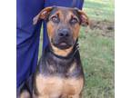 Adopt Gus a Hound, Mixed Breed