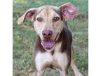 Adopt Screech a Hound, Mixed Breed