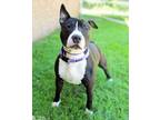 Adopt ARGON a Bull Terrier, Pit Bull Terrier