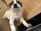 Adopt ORION a Mixed Breed