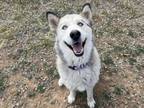 Adopt ZA a Siberian Husky