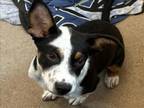 Adopt JEAN-LUC a Mixed Breed
