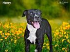 Adopt HENRY a Mixed Breed