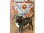 Adopt Mufasa (Mahzie) a Pit Bull Terrier