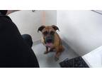 Adopt A171579 a Boxer, Mixed Breed