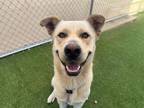 Adopt ALBERT a Labrador Retriever, Chow Chow