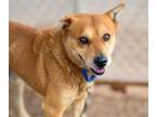Adopt CAPTAIN HOOK* a Chow Chow, Mixed Breed