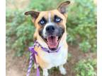 Adopt AZUL a German Shepherd Dog