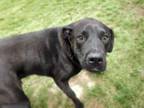 Adopt ANUBIS a Bullmastiff, Mixed Breed