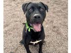 Adopt JEFFERSON* a Labrador Retriever, Mastiff