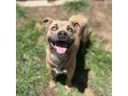 Adopt BRAD PIT a Pit Bull Terrier, Mixed Breed