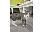 Adopt ROGER a Domestic Short Hair